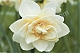 Нарцисс махровый Вайт Лайэн Narcissus White Lion