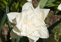 Нарцисс махровый Уайт Медал Narcissus White Medal