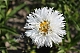 Нивяник Аглая Leucanthemum superbum Aglaia