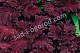 Колеус Блюма Драгон Блэк Coleus blumei Dragon Black