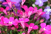 Лобелия розовая Lobelia rose