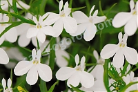 Лобелия белая Lobelia white