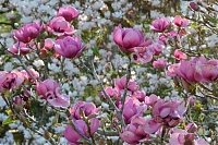 Magnolia Black Tulip