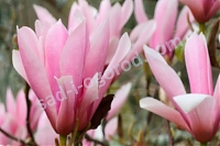 Магнолия лилиецветная Magnolia liliiflora