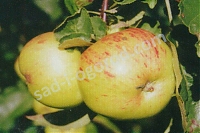 Яблоня Винное Malus domestica Vinnoe