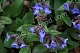 Медуница гибридная Блю Энсен Pulmonaria Blue Ensign