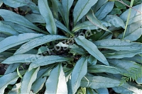 Медуница гибридная Pulmonaria hybridum Samourai