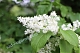 Сирень Амурская Syringa amurensis