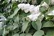 Сирень Моник Лемуан Syringa vulgaris Monique Lemoine