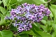 Сирень Вэджвуд блю Syringa vulgaris Wedgwood Blue