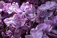 Сирень Виолетта Syringa vulgaris Violetta