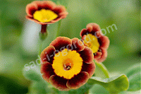 ОпубликованТовар или услугаПримула ушковая Primula auricula Piers Telford