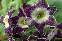 Примула ушковая Primula x auricula Star Flower