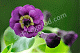 Примуда ушковая Ксавье Primula auricula Xavier