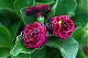 Примула ушковая Primula auricula Crimson Glow