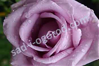 роза Indigoletta
