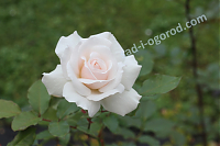 роза Swanensee