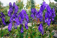 Аконит Кармихеля Aconitum carmichaelii Arendsii