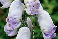 Аконит Кармихеля Aconitum carmichaelii Cloudy