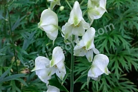 Аконит клобучковый  Aconitum napellus Album