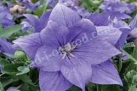 Платикодон крупноцветковый Дабл Блю Platycodon grandiflorus Double Blue