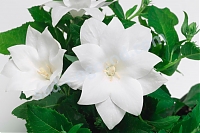 Платикодон крупноцветковый Дабл Вайт Platycodon grandiflorus Double White