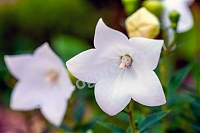 Платикодон крупноцветковый Астра Уайт Platycodon grandiflorus Astra White