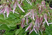 Колокольчик Пинк Октопус Campanula hybrida Pink Octopus