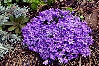 Колокольчик Портеншлага Campanula portenschlagiana