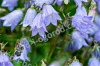 Колокольчик ложечницелистный / Campanulla cochleariifolia "Swinging Bells Blue"