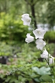 Колокольчик персиколистный Такион Вайт Campanula persicifolia Takion White