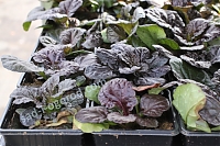 Живучка ползучая Блэк Скэллоп Ajuga reptans Black Scullop