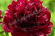 Пион молочноцветковый Армани Paeonia lactiflora Armani