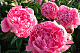 Пион молочноцветковый Эмма Клем Paeonia Lactiflora Emma Klehm