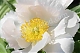 Пион молочноцветковый Кринклед Уайт Paeonia lactiflora Krinkled White