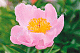 Пион молочноцветковый Нимфа Paeonia lactiflora Nymphe