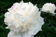 Пион молочноцветковый Уайт Сара Бернар Paeonia lactiflora White Sarah Bernhardt