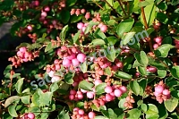 Снежноягодник Доренбоза Аметист Symphoricarpos doorenbosii Ametist