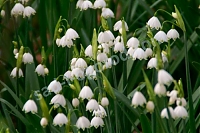 Белоцветник летний Leucojum aestivum