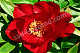 Пион Ито-гибрид Скарлет Хевен Paeonia itoh Scarlet Heaven