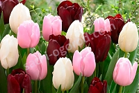 Шоколадно-розовая клумба тюльпаны