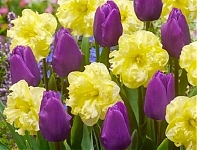 Желто-лиловые тона: нарциссы Кассата + тюльпаны 