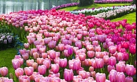Розово-лиловая клумба из тюльпанов