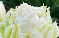Бело-розовая клумба из пионовидных тюльпанов