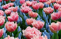 Розово-голубая клумба из тюльпанов и мускари