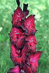 Гладиолус Черный ворон Gladiolus Chernyj Voron