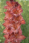 Гладиолус Наташенька Gladiolus Natashenka