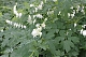 Дицентра великолепная Альба Dicentra spectabilis Alba