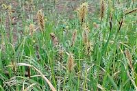 Осока волосистая Carex pilosa