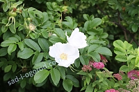 Роза морщинистая Альба Rosa rugosa Alba 